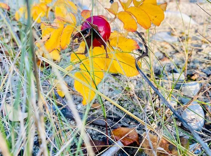 Seaside Wooden Spithami